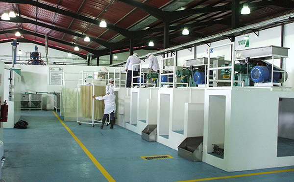 直條米粉生產線