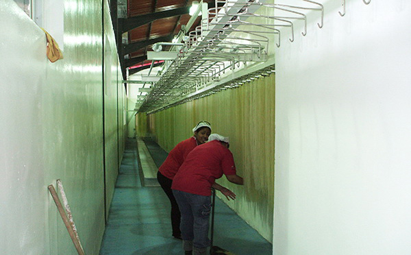 直條米粉生產線